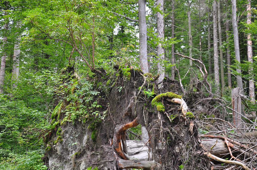 巴伐利亚的原始森林环境木头云杉国家公园绿色森林图片