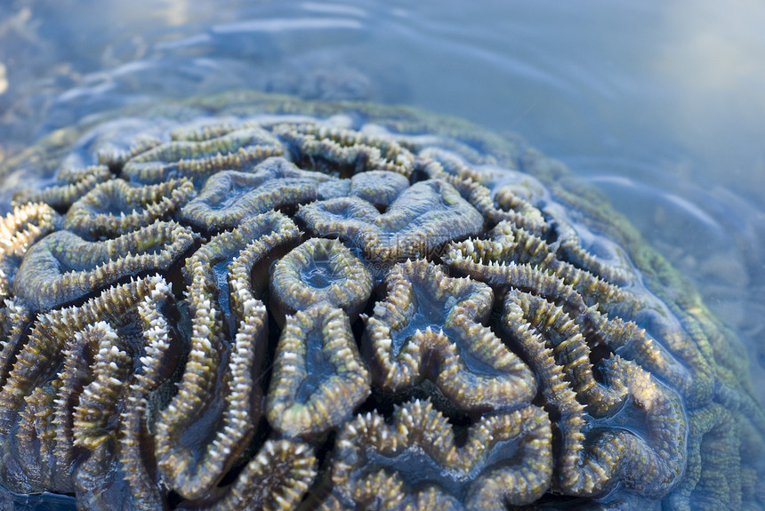 脑珊瑚蓝晶息肉鳄鱼动物生长海洋蚕科珊瑚圆形图片