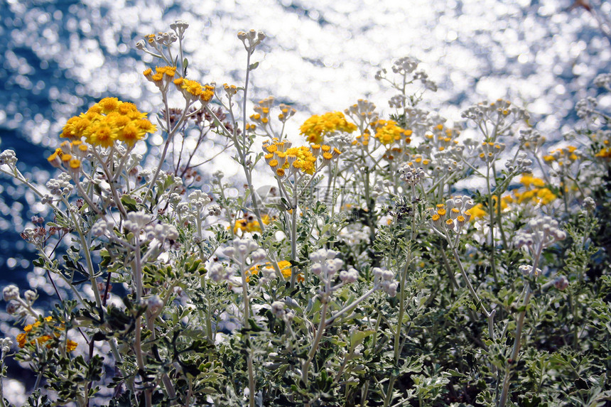 蓝海背景的花朵 马纳罗拉 意大利辛克泰尔图片