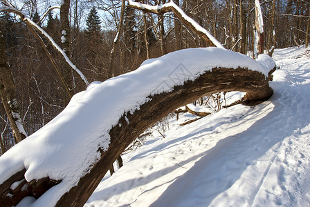 断木树干覆盖冬季的雪和道路高清图片
