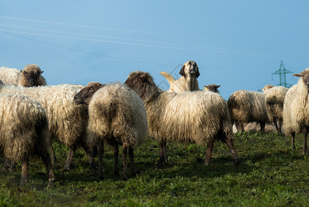 牧狗和羊群背景图片