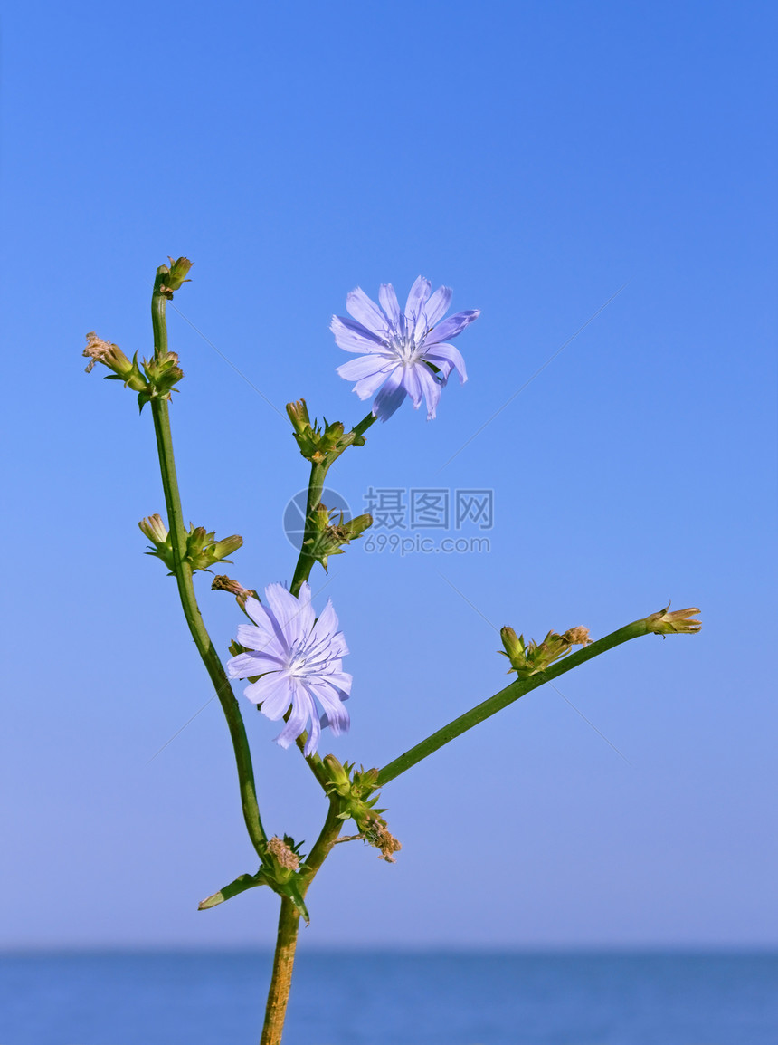 花朵叶子植物制药荒野生物学天空花瓣药品蓝色野花图片