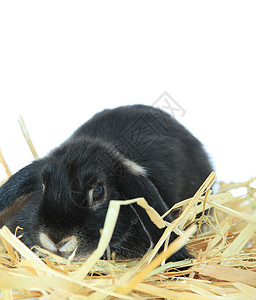 黑兔子黑色哺乳动物白色家畜稻草鼻子干草宠物背景图片