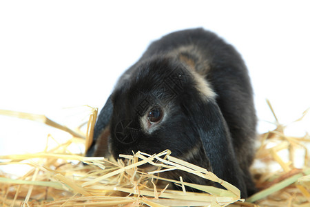 黑兔子白色家畜稻草宠物黑色哺乳动物干草鼻子背景图片