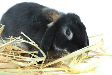 黑兔子家畜干草稻草哺乳动物黑色白色宠物鼻子背景图片