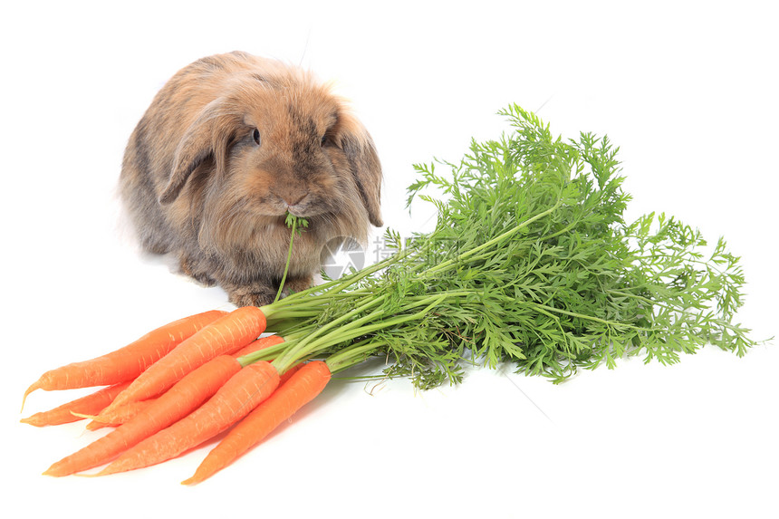 兔子吃胡萝卜棕色家畜哺乳动物干草白色萝卜图片