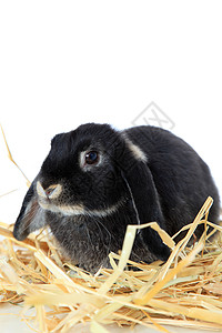 黑兔子黑色白色家畜稻草宠物哺乳动物干草背景图片