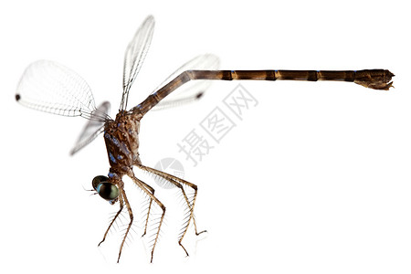 龙昆虫翅膀宏观水平蓝色棕色背景图片
