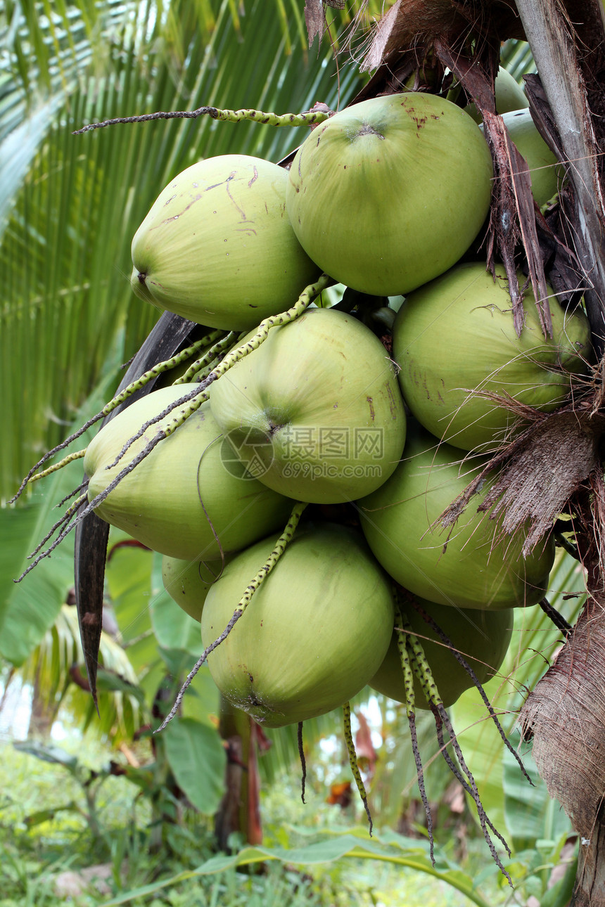 椰子果树图片