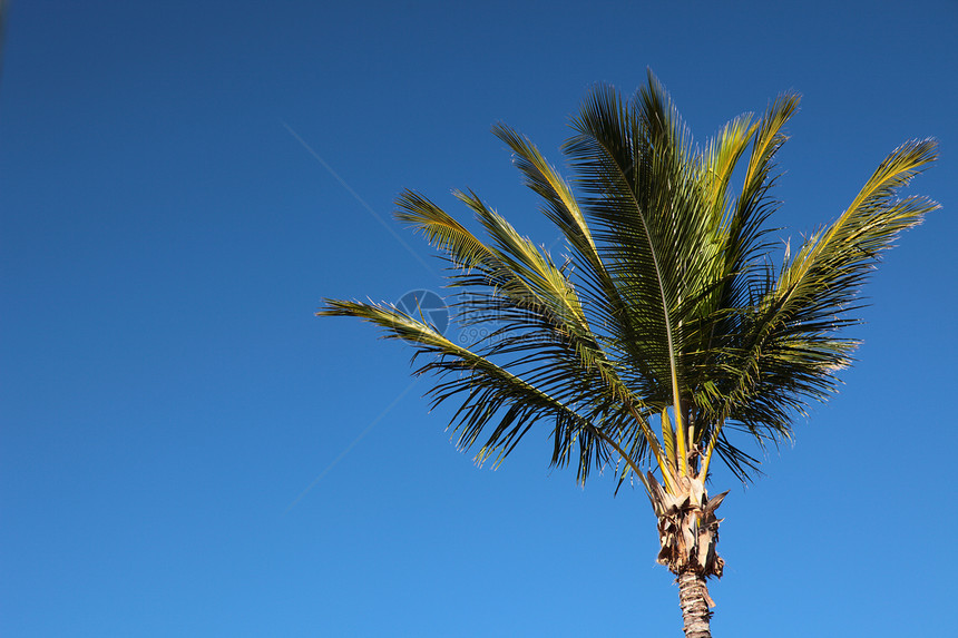 棕榈树天空热带阳光气候图片