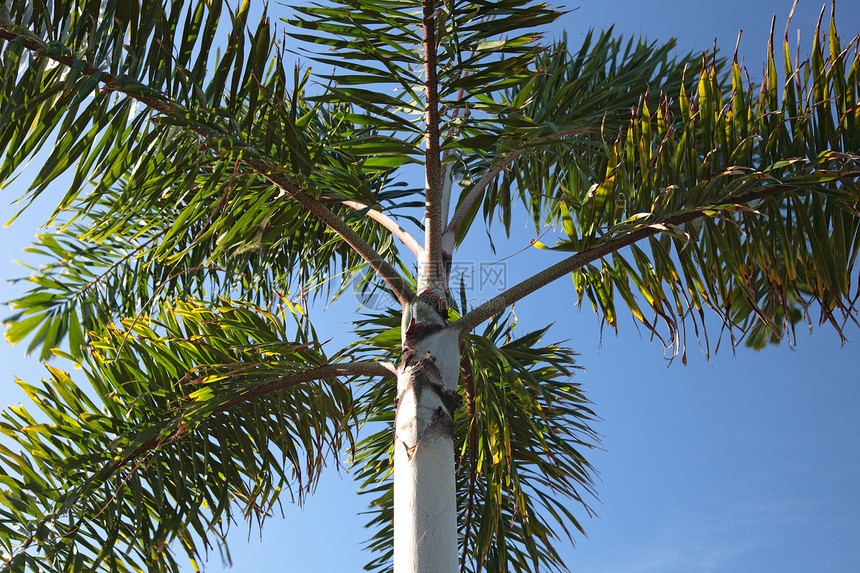 棕榈树气候天空阳光水平热带图片