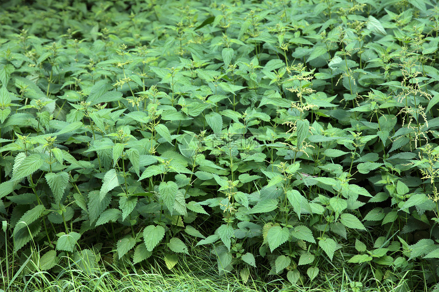 刺纹织物生长水平植物绿色图片