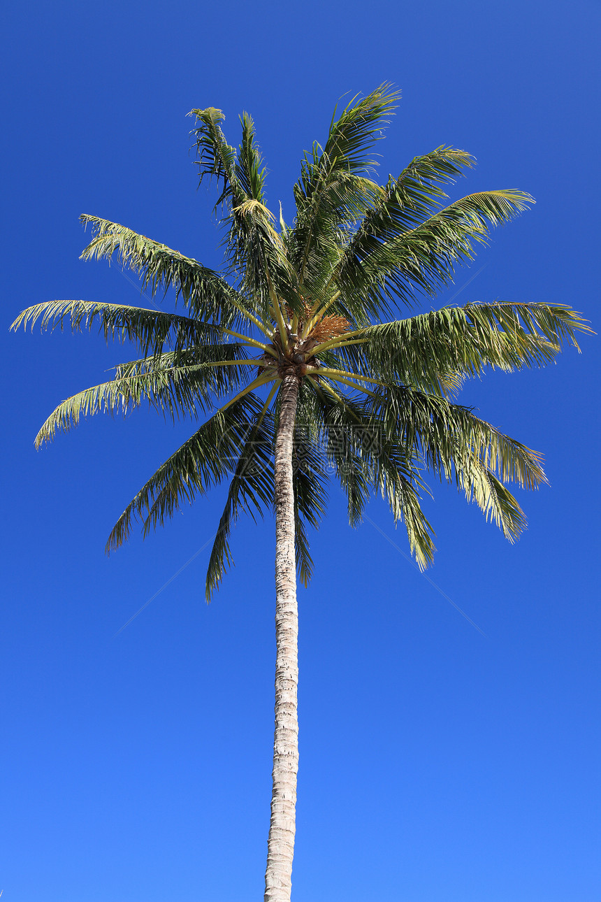 棕榈树热带天空气候测试空间阳光图片