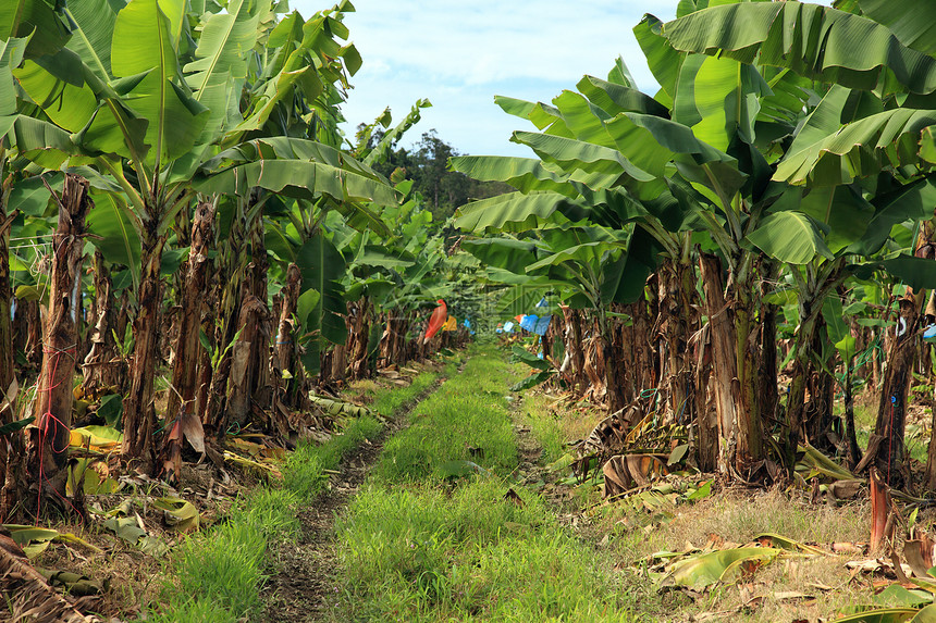 香蕉种植园种植水平水果栽培经济农业热带图片