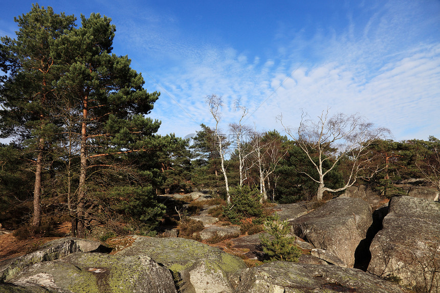 方丹白露森林旅行旅游公园风景树木地标松树山毛榉巨石远足图片