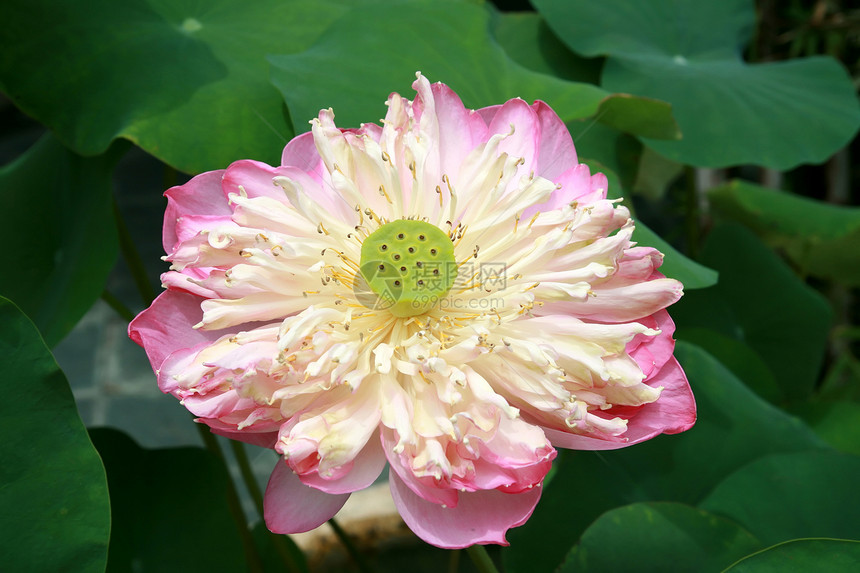 粉红皇家莲花花花花的闪光图片