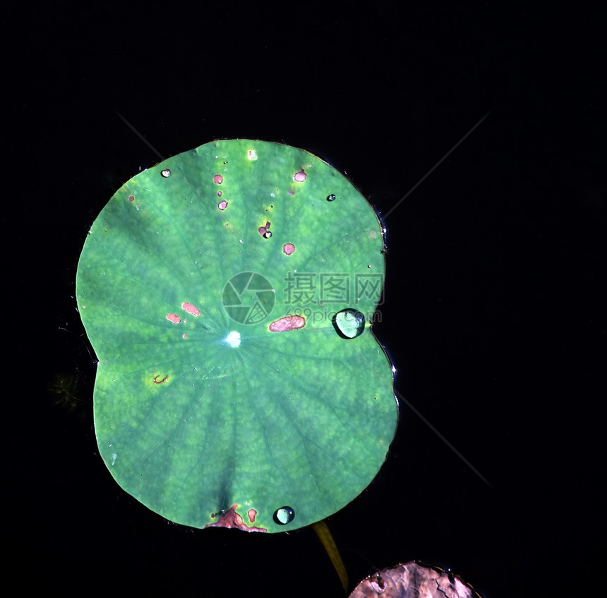 水滴花园叶子植物群环境草地生长植物草本植物绿色雨滴图片