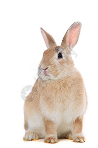 布朗兔子家畜白色哺乳动物宠物背景图片