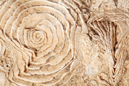 岩石上旧化化石化海壳的纹理背景图片