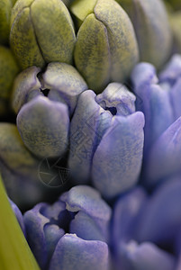 春天Hyacinth花朵的宏观照片蓝色花球园艺季节紫色植物叶子花瓣季节性植物学背景图片