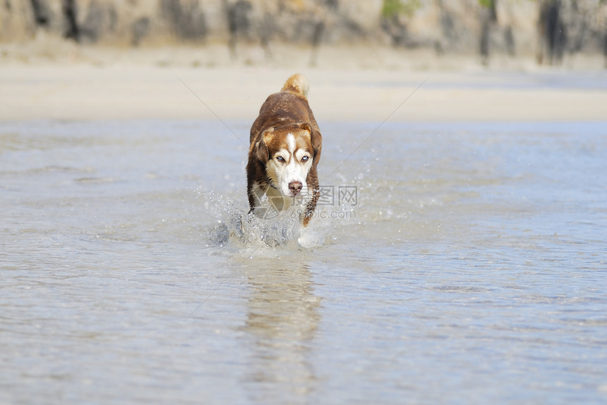 霍斯基狗在大海中喷洒图片