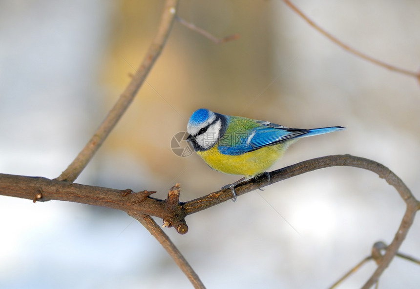 蓝山雀(Paridae)图片