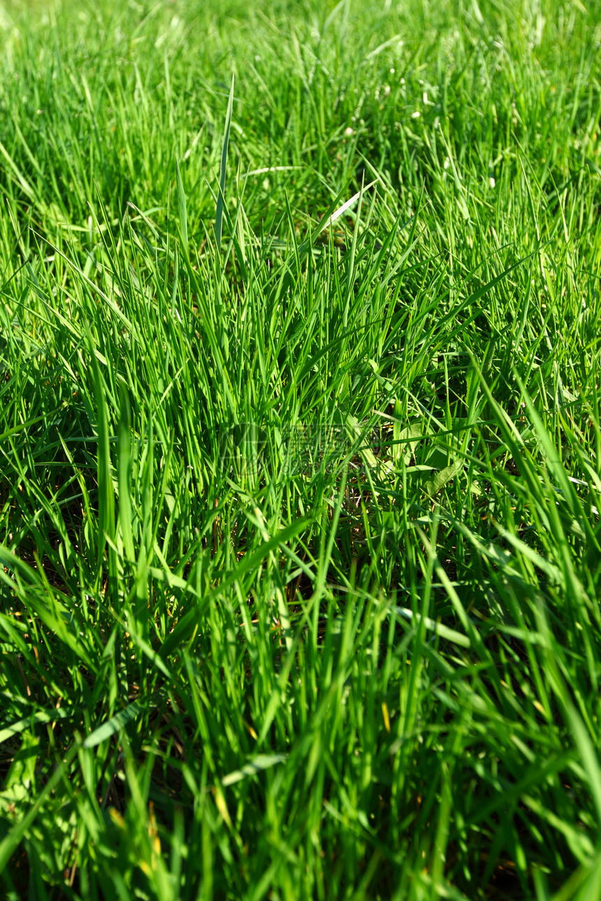 绿绿草射线牧场地平线季节阳光太阳农业场景草地场地图片