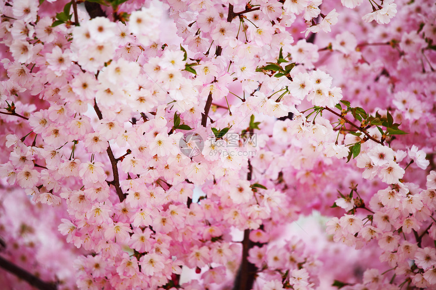 粉红沙库拉太阳枝条投标季节草地日光平衡天空花园植物群图片