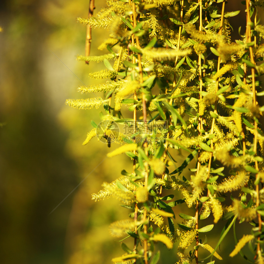 黄黄色花朵灌木花粉晴天宏观雄蕊美丽园艺花瓣植物学植物图片