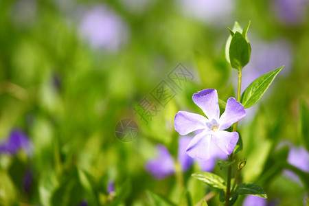 青草中的粉红花美丽场地季节园艺蓝色植物群紫色花瓣宏观叶子图片