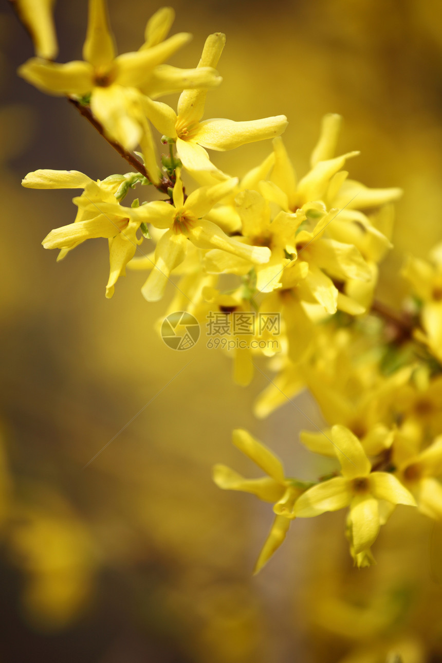 黄黄色花朵晴天种子灌木花瓣宏观荆棘树叶美丽花粉花园图片