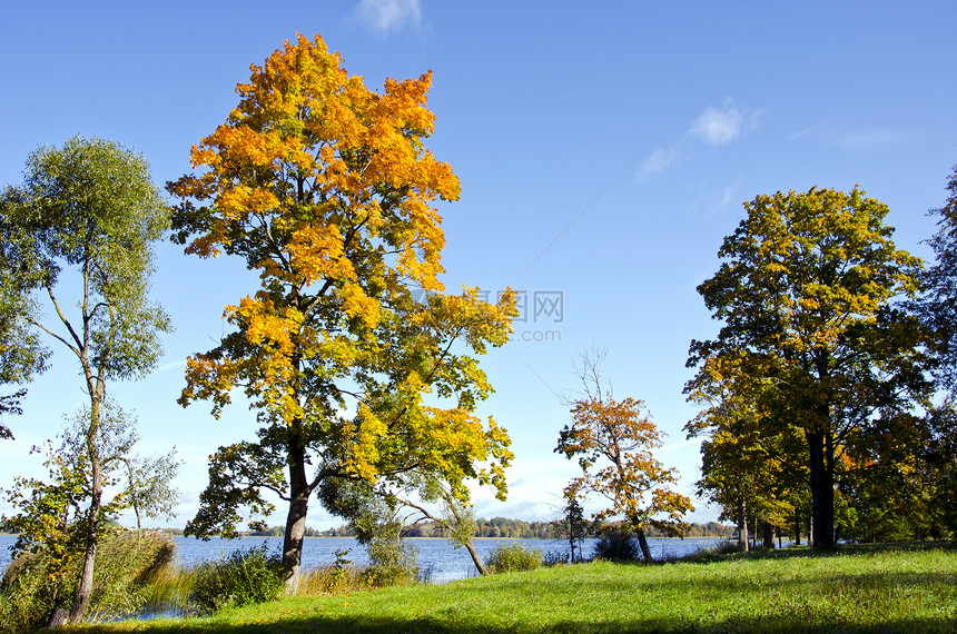 秋秋湖初秋天的多彩树木背景蓝色天空图片