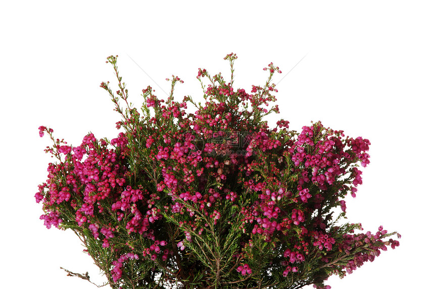 带花的海瑟紫色植物群花瓣叶子绿色粉色衬套植物活力宏观图片