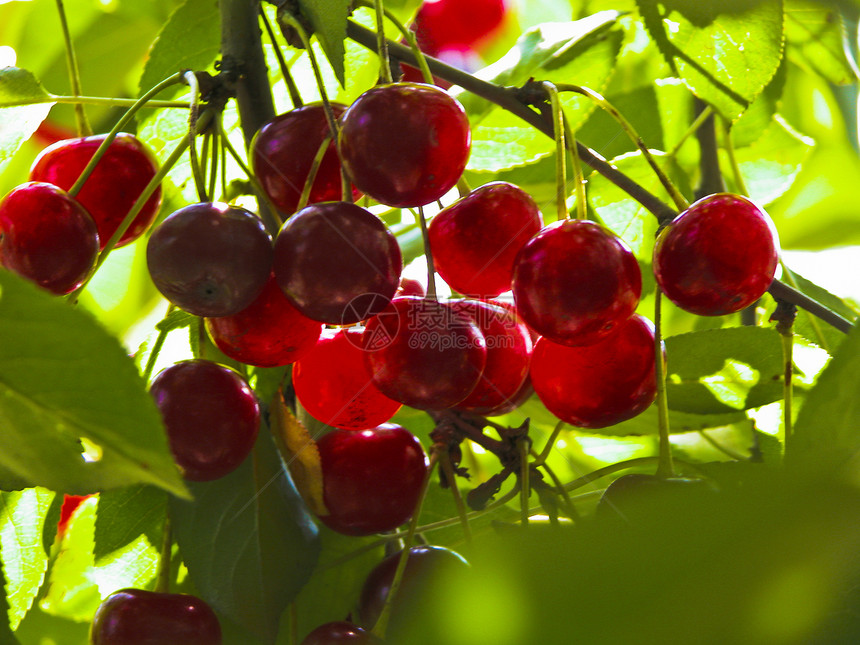 园花园水果收成床单奇观丰收红色绿色绝缘生长浆果图片