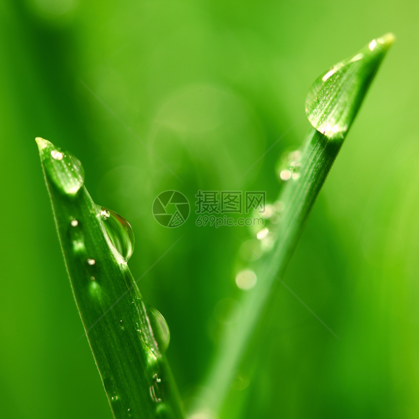大水滴叶子阳光雨滴反射宏观树叶花园刀刃草本植物液体图片