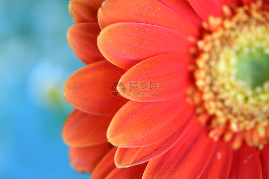 红发花园生活园艺剪裁白色植物红色季节雏菊格柏图片