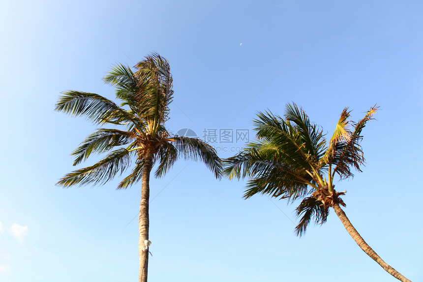 蓝蓝的海枣中热带海岸场景棕榈海景旅行天堂天空晴天海洋图片