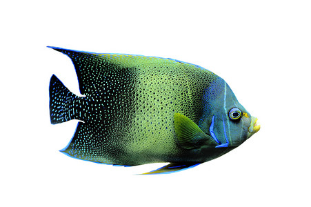 卡泽菲舍皇帝荷花神仙鱼鱼缸循环肌动物游泳水族馆蓝色热带背景图片