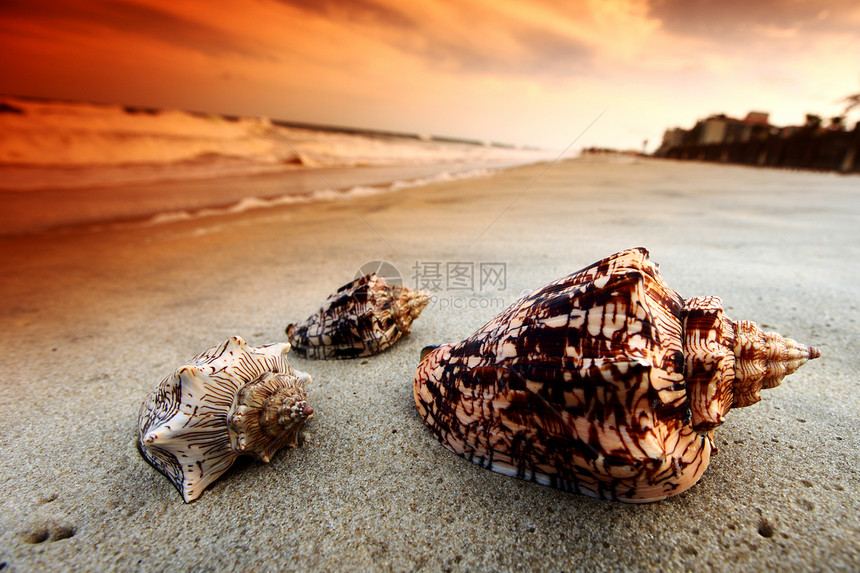 贝壳支撑闲暇天空冲浪日落珊瑚天堂假期游客海岸图片