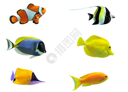 热带热带鱼类宏观斑马线蓝色水族馆橙子动物色彩黄色白色两栖图片