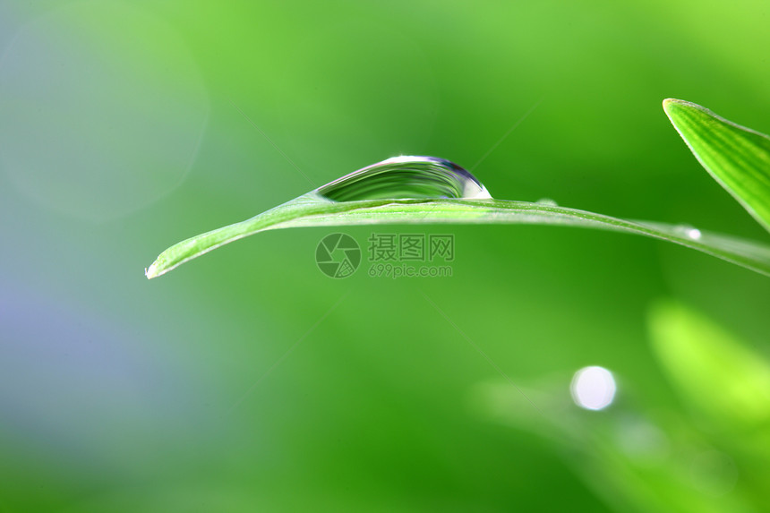 树本背景反射雨滴草地生长花园液体气候草本植物叶子宏观图片