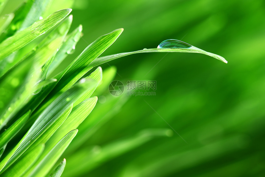 树本背景刀刃雨滴植物草地环境宏观草本植物阳光反射气候图片