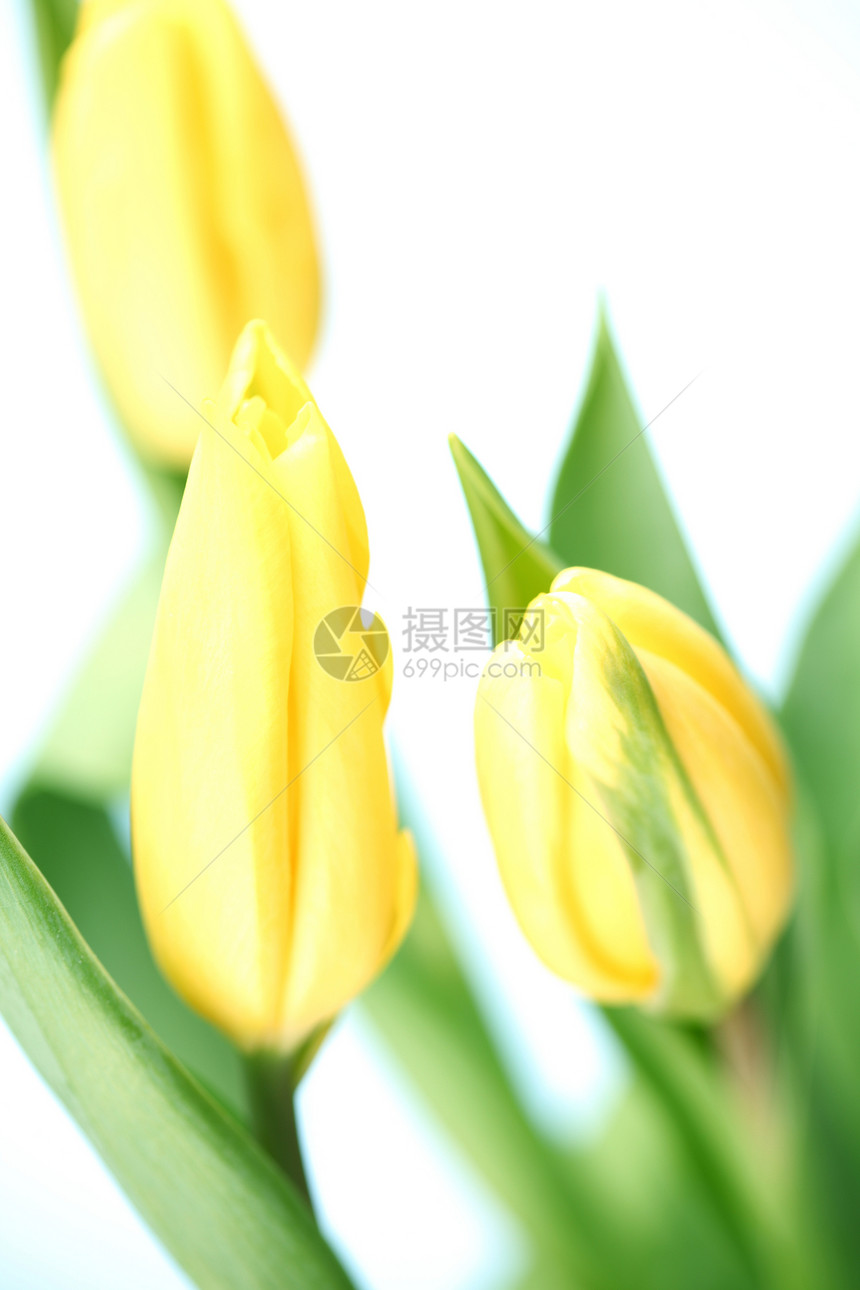 黄色郁金香橙子礼物季节花朵展示花束卡片脆弱性快乐花瓣图片