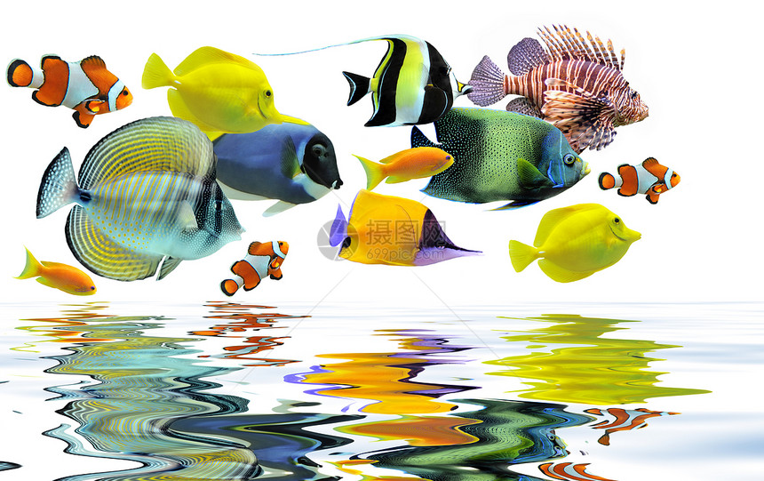 鱼群种类宏观色彩动物翼龙水族馆两栖反射热带鱼神仙鱼鱼缸图片