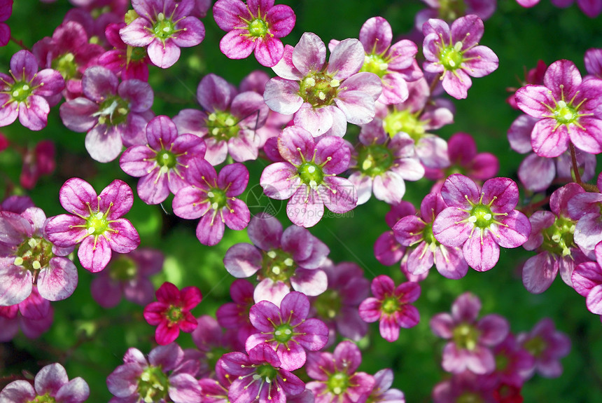 稀释植物石本或塞杜姆尾巴植物群园艺花朵花园紫色宏观植物学苔藓野花图片