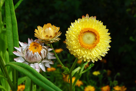 花草适合纹样适合干燥的海产甘油香花草花花瓣沙枣太阳抛光生长宏观光泽植物群植物背景