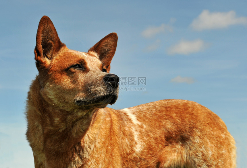 澳大利亚养牛犬牧羊犬动物犬类红色蓝色天空宠物草地图片