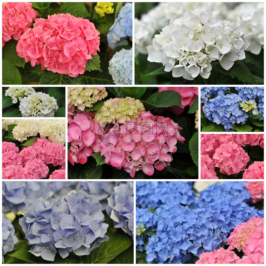 粉红色蓝色和白色Hydrangea荷属紫色色彩花园宏观叶子植物粉色绣球花图片