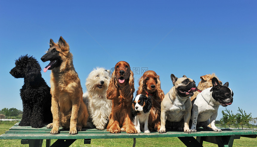 9只9只狗牧羊犬骑士棕色团体犬类黑色宠物白色天空衣领图片