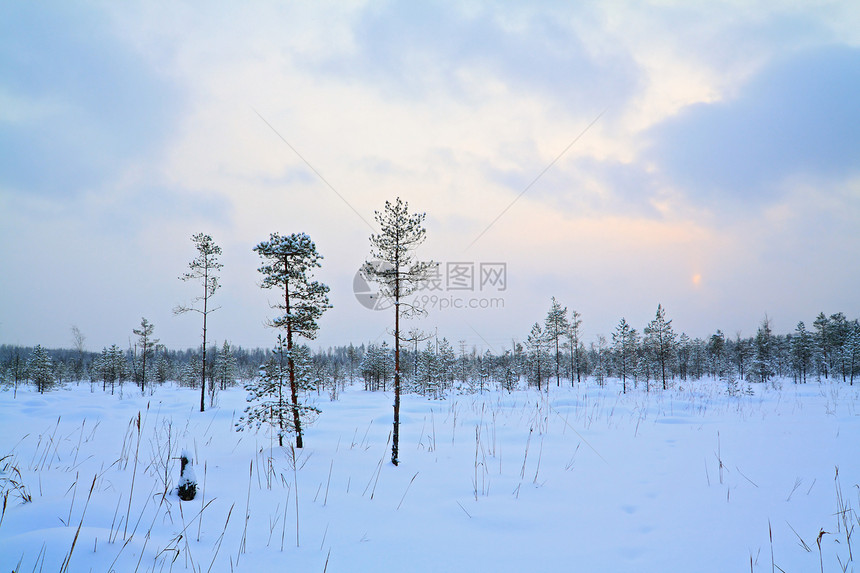 冬季沼泽上的小松树孤独假期气候水晶桦木风景森林城市旅行树木图片